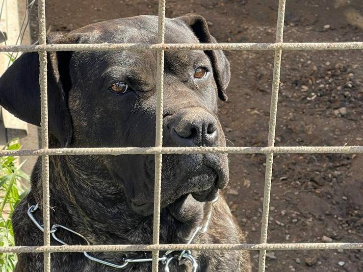 Adotta un cane, femmina, 6 anni, Napoli