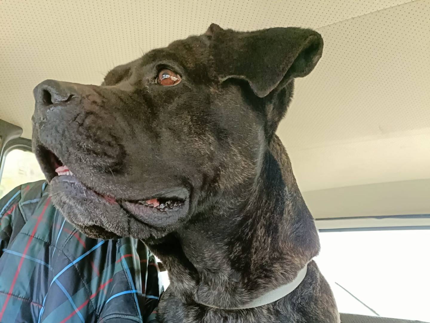 Vuoi adottare un cane a Napoli?