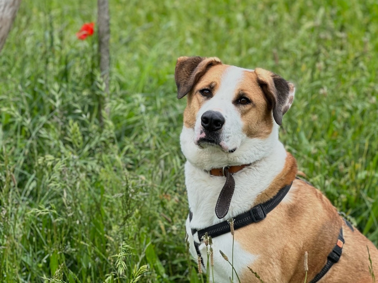 Adotta un cane, taglia grande, maschio, Monza