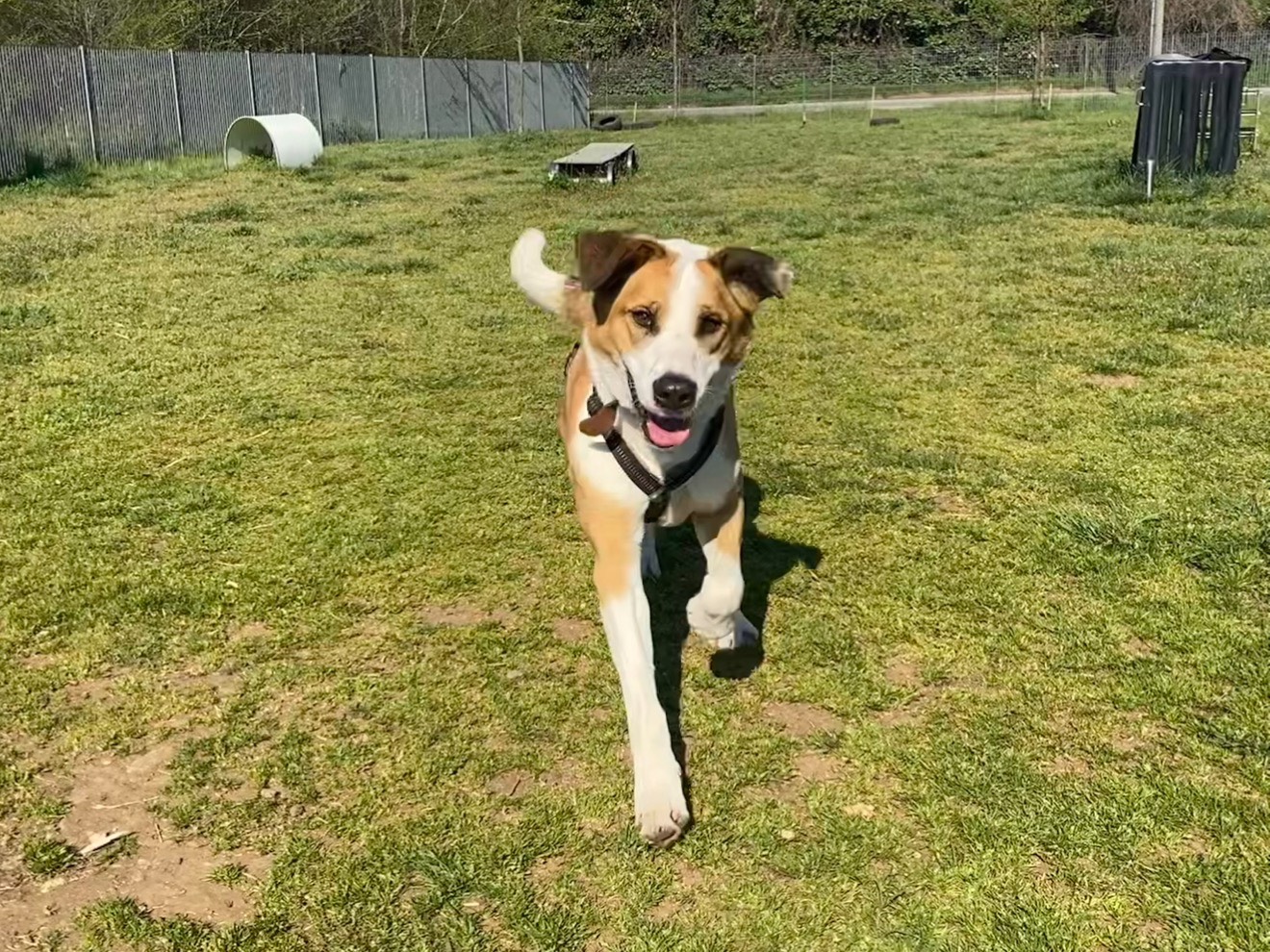 Vuoi adottare un cane a Monza?