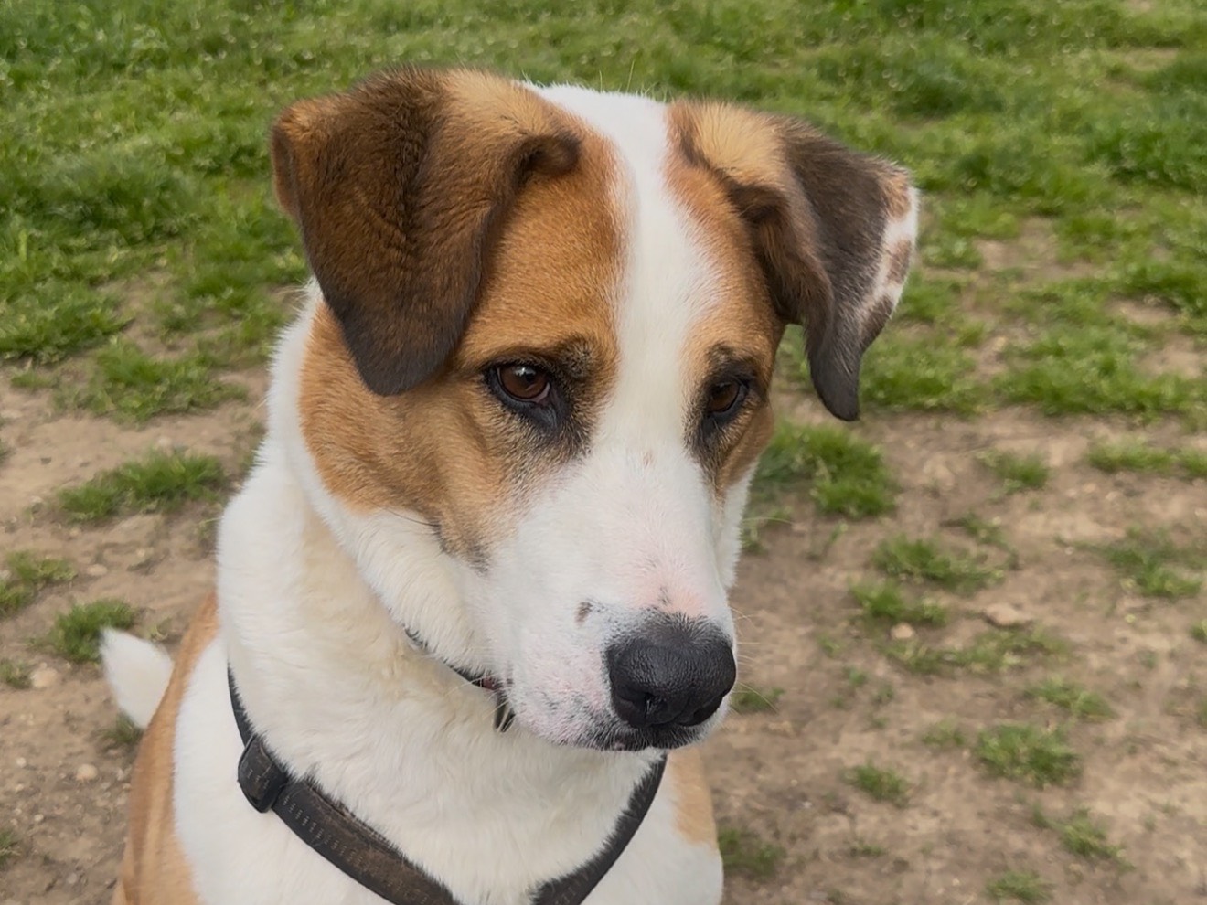 Adotta il cane Skorpion a Monza