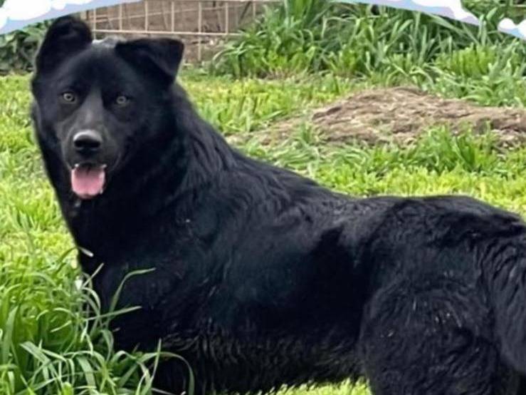 Adozione cane, femmina, Razza sconosciuta Razza sconosciuta, 1 anno e 8 mesi, taglia grande, Napoli