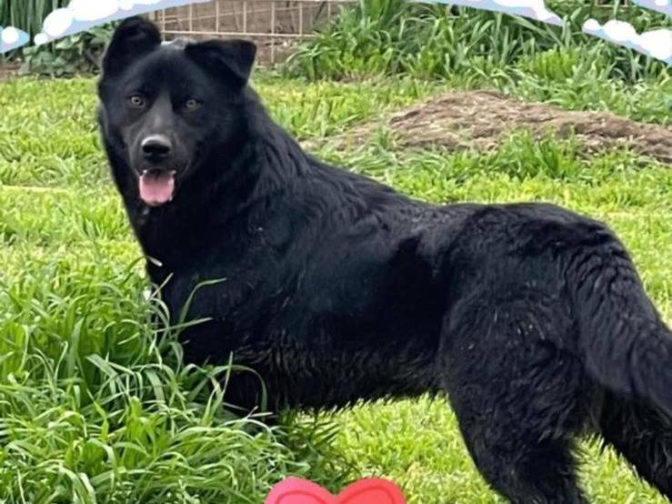 Adotta un cane, femmina, 1 anno e 8 mesi, Napoli