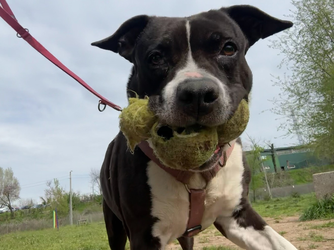 Vuoi adottare un cane a Monza?