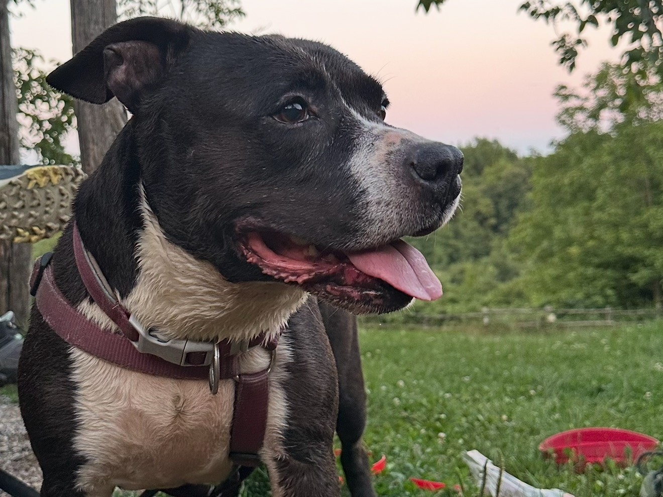 Adotta il cane Bahamas  a Monza