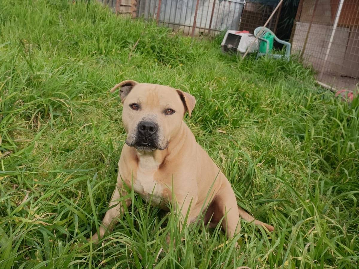 Adotta un cane, maschio, 6 anni, Napoli