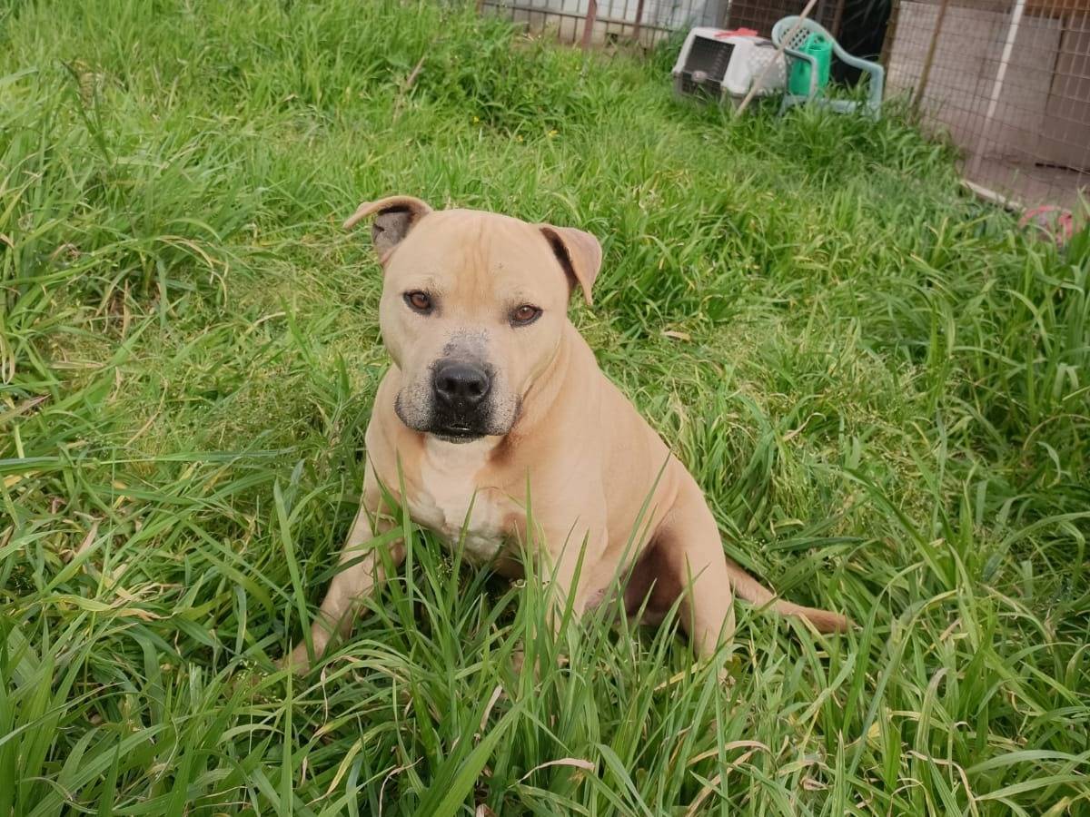 Adotta un cane, taglia media, maschio, Napoli
