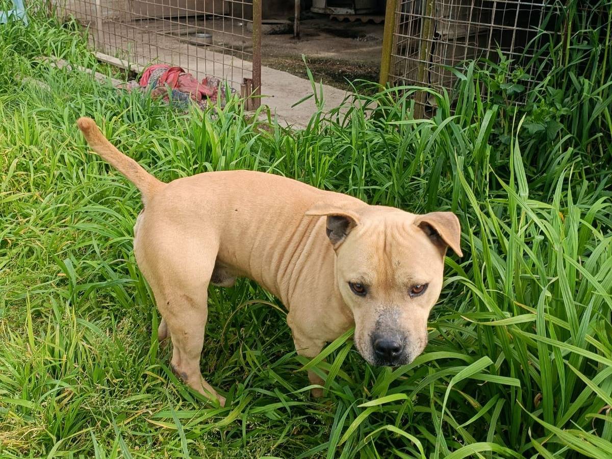 Vuoi adottare un cane a Napoli?