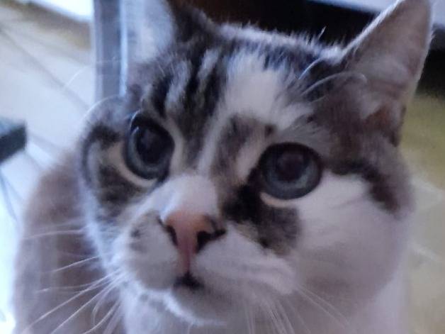 Adozione gatto, femmina, Razza sconosciuta Razza sconosciuta, 18 anni, taglia non valida, Milano
