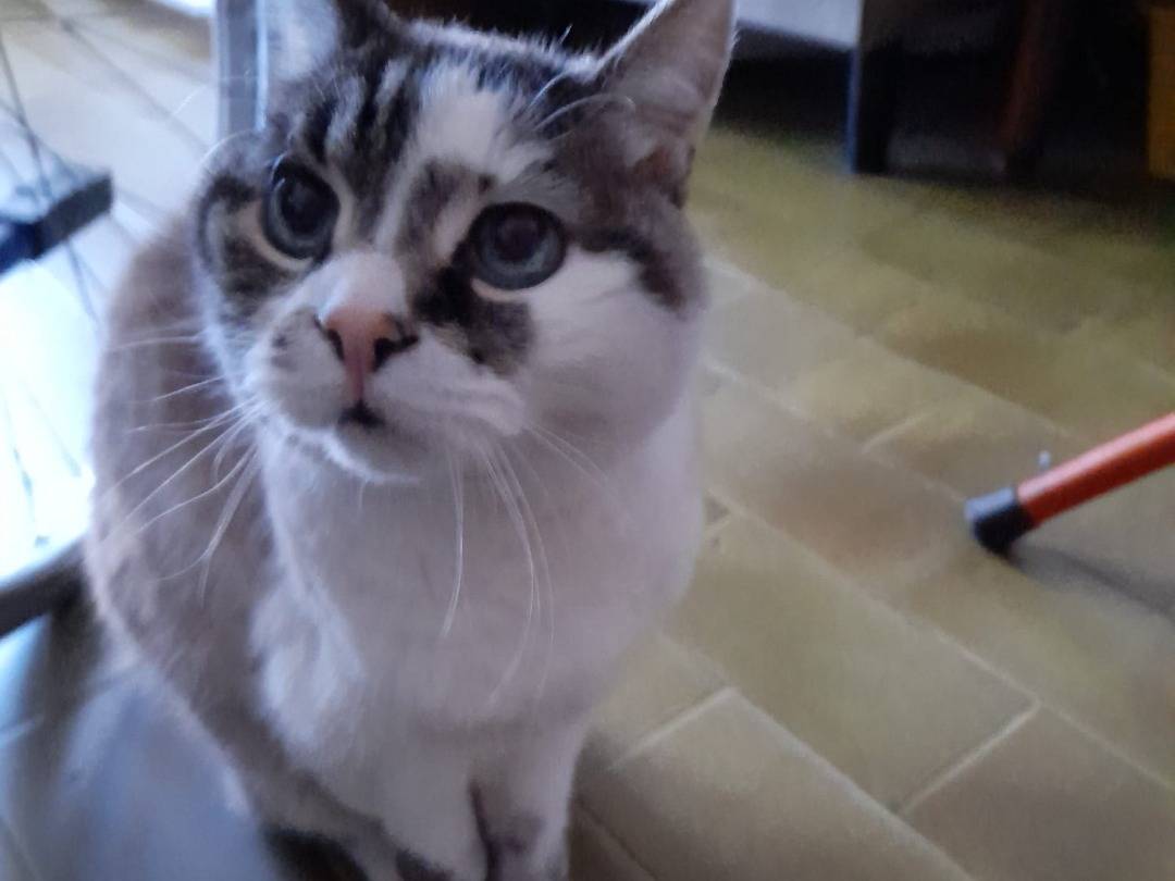 Adotta un gatto, femmina, 18 anni, Milano