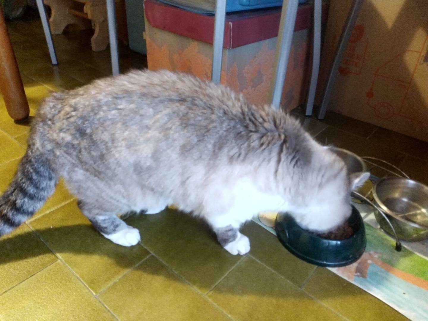 Adotta un gatto, taglia non valida, femmina, Milano