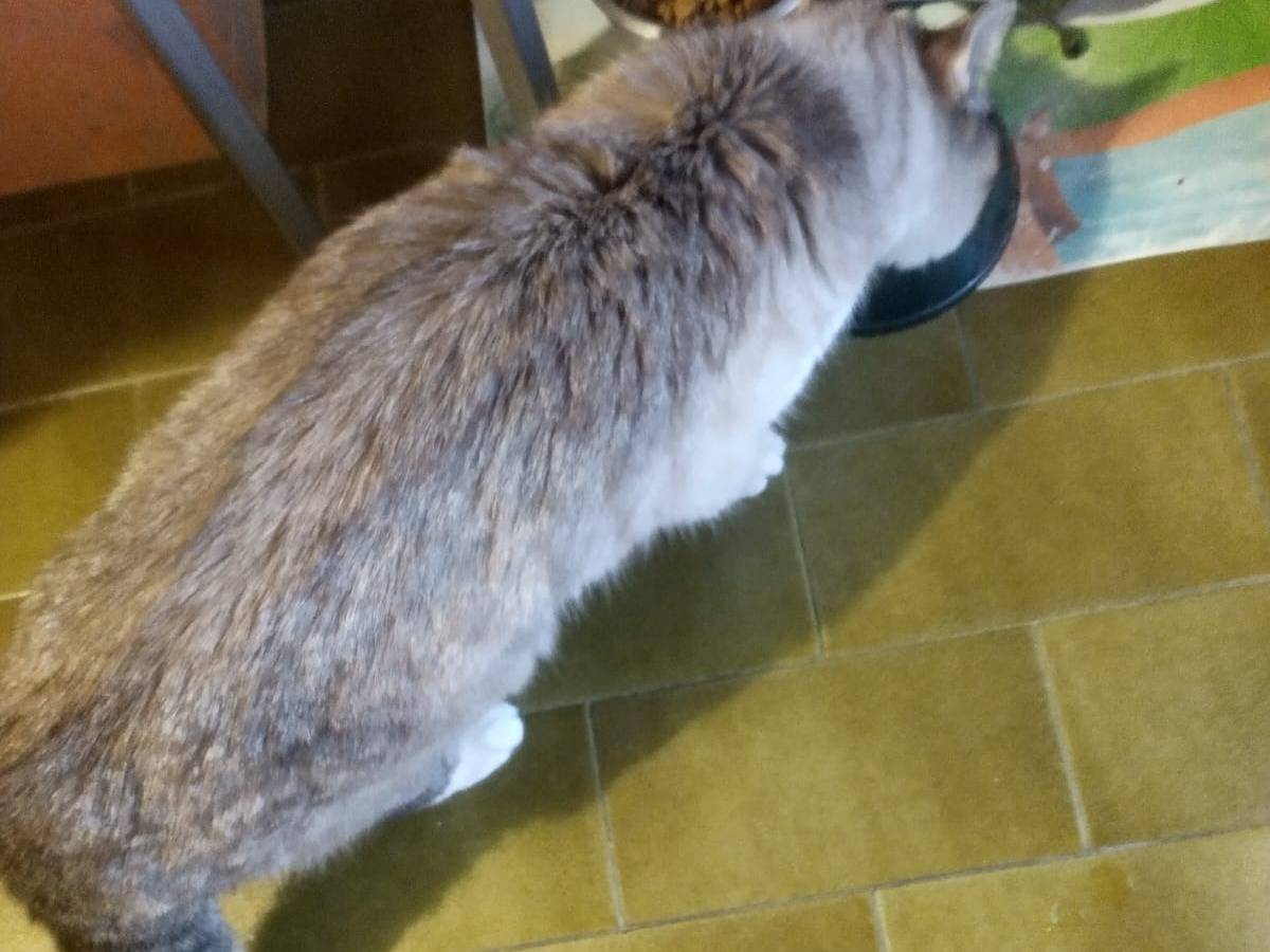 Vuoi adottare un gatto a Milano?