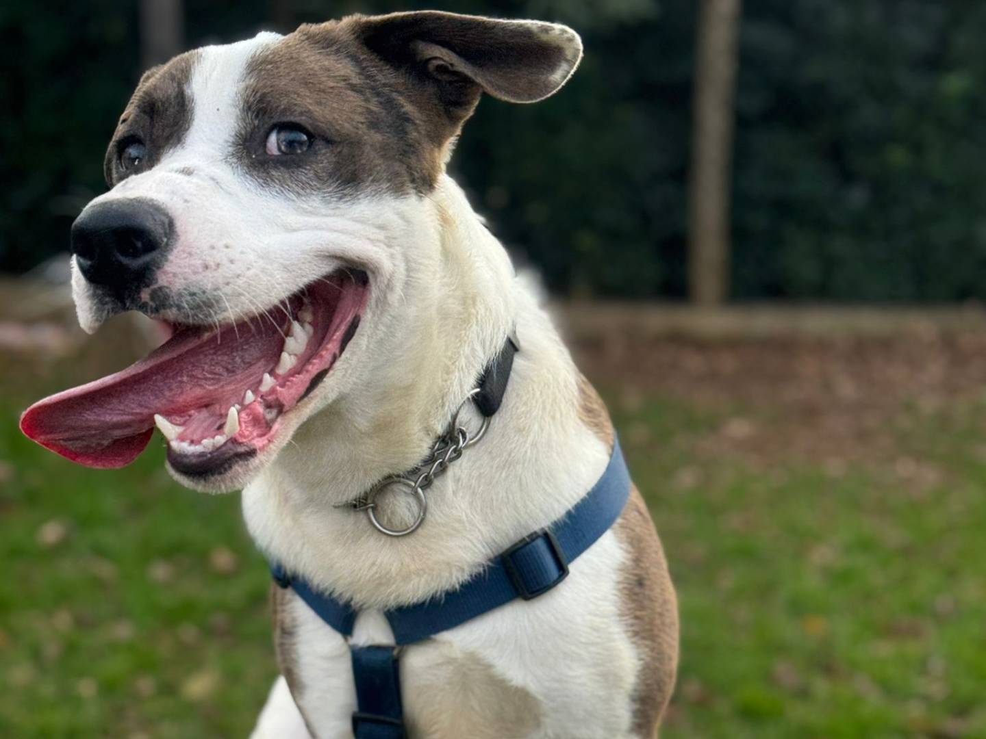 Adozione cane, maschio, Razza sconosciuta Razza sconosciuta, 10 mesi, taglia media, Genova