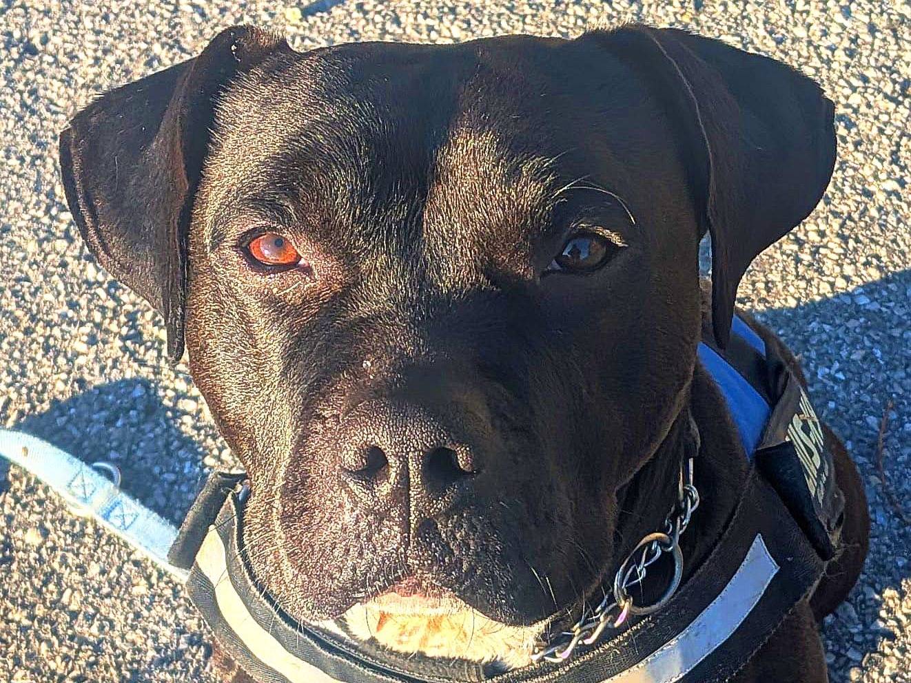 Adozione cane, femmina, Pitbull Razza sconosciuta, 1 anno e 10 mesi, taglia media, Genova