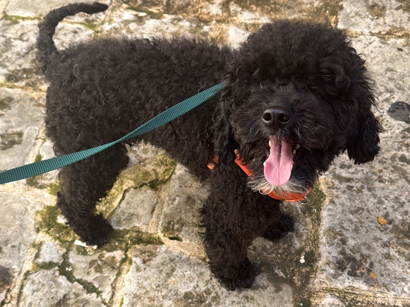 Adozione cane, maschio, Barbone Razza sconosciuta, 1 anno e 10 mesi, taglia piccola, Bari