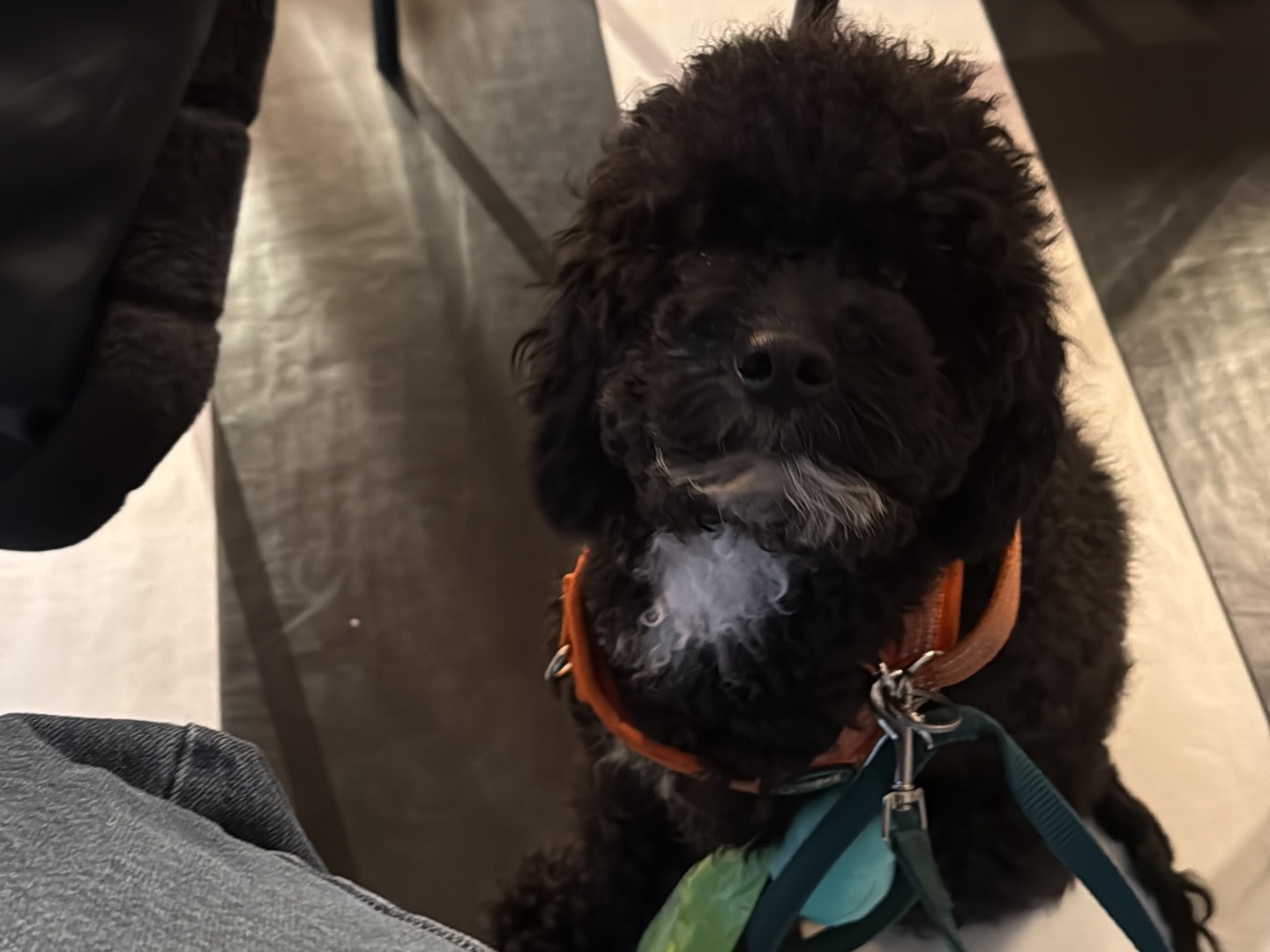 Adotta un cane, maschio, 1 anno e 10 mesi, Bari