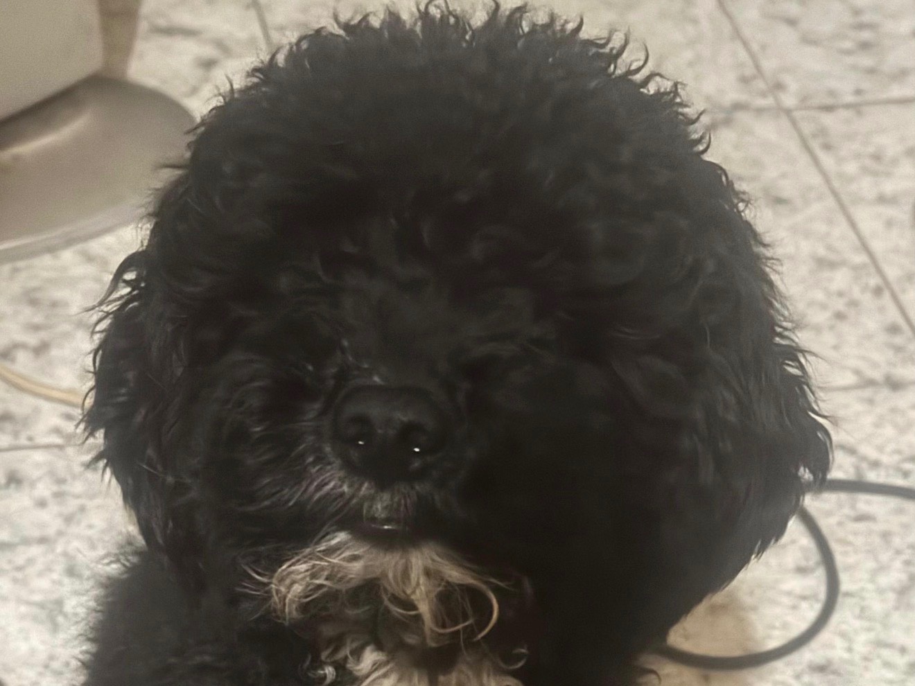 Adotta un cane, taglia piccola, maschio, Bari