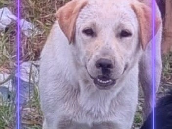 Adozione cane, maschio, Razza sconosciuta Razza sconosciuta, 4 mesi, taglia piccola, Napoli