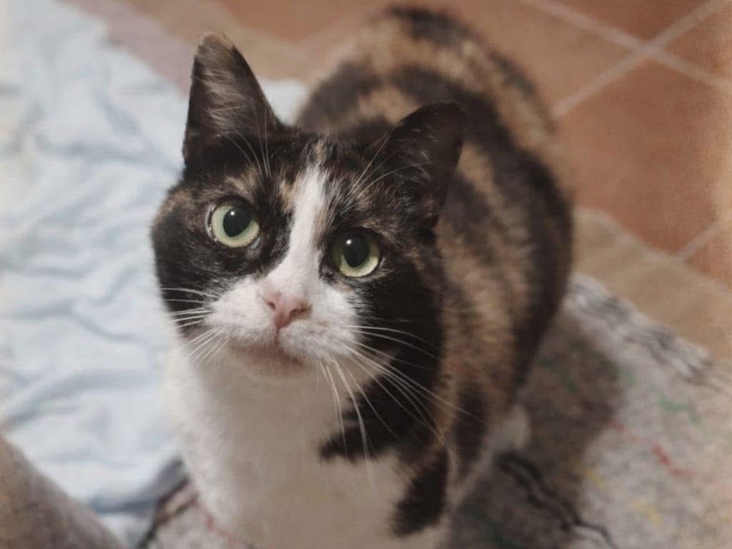 Adozione gatto, femmina, Razza sconosciuta Razza sconosciuta, 4 anni e 3 mesi, taglia non valida, Lecco