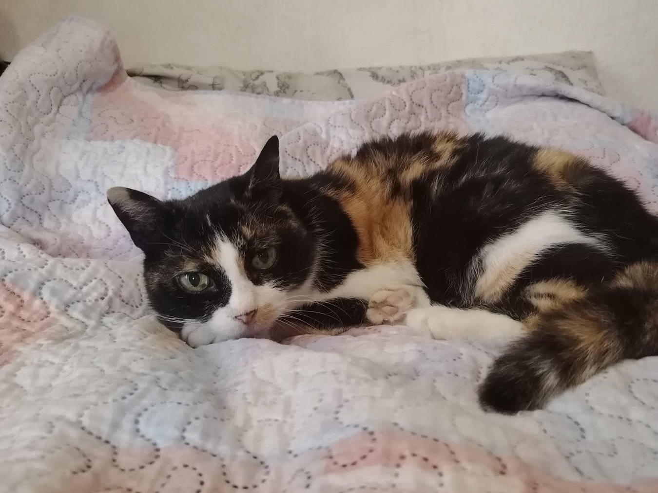 Adotta un gatto, femmina, 4 anni e 3 mesi, Lecco