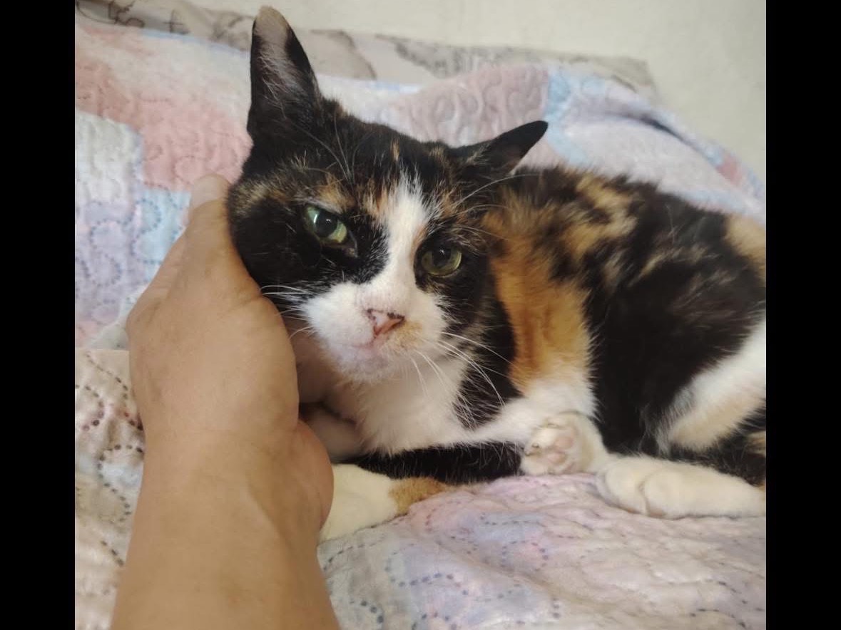 Adotta un gatto, taglia non valida, femmina, Lecco