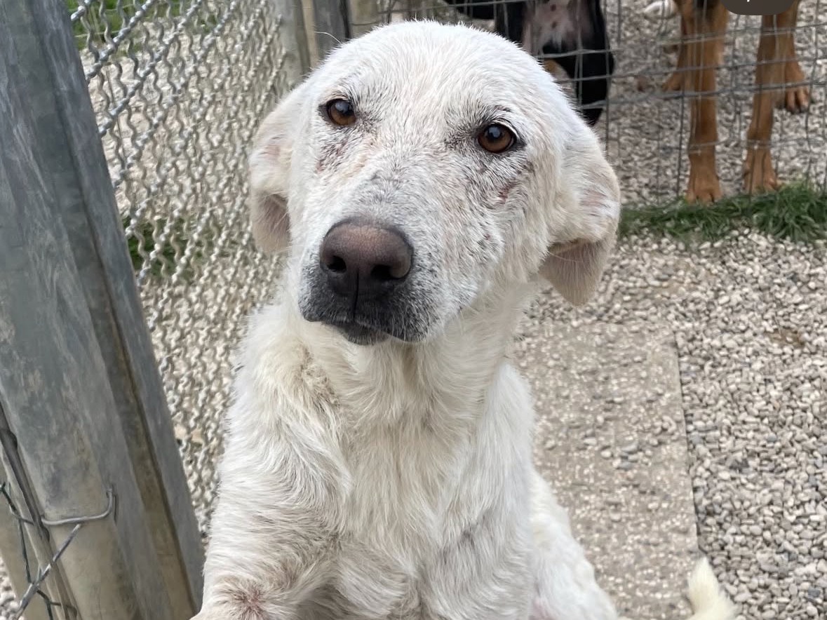 Adozione cane, femmina, Razza sconosciuta Razza sconosciuta, 1 anno e 2 mesi, taglia media contenuta, Treviso