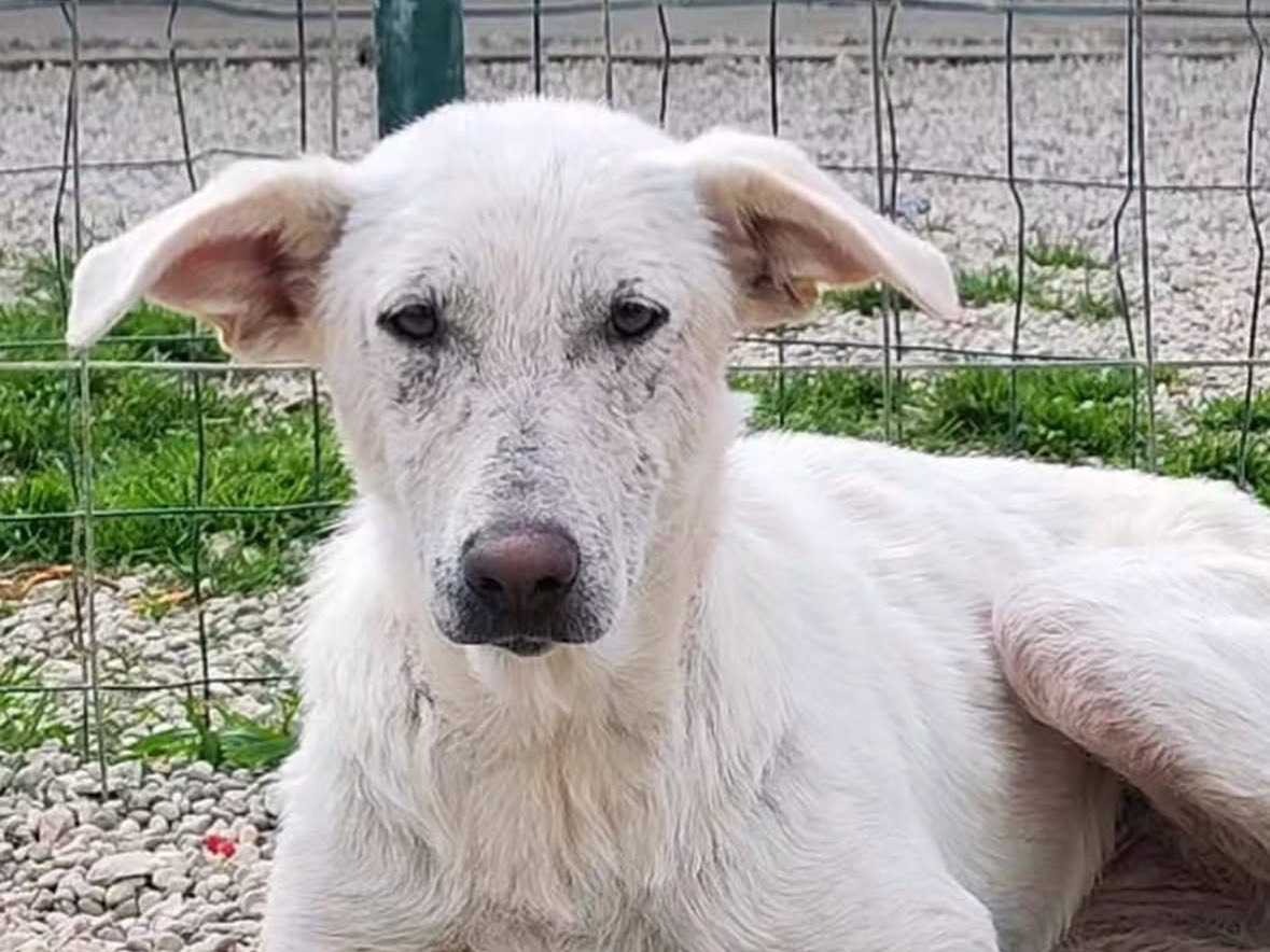 Adotta un cane, femmina, 1 anno e 2 mesi, Treviso