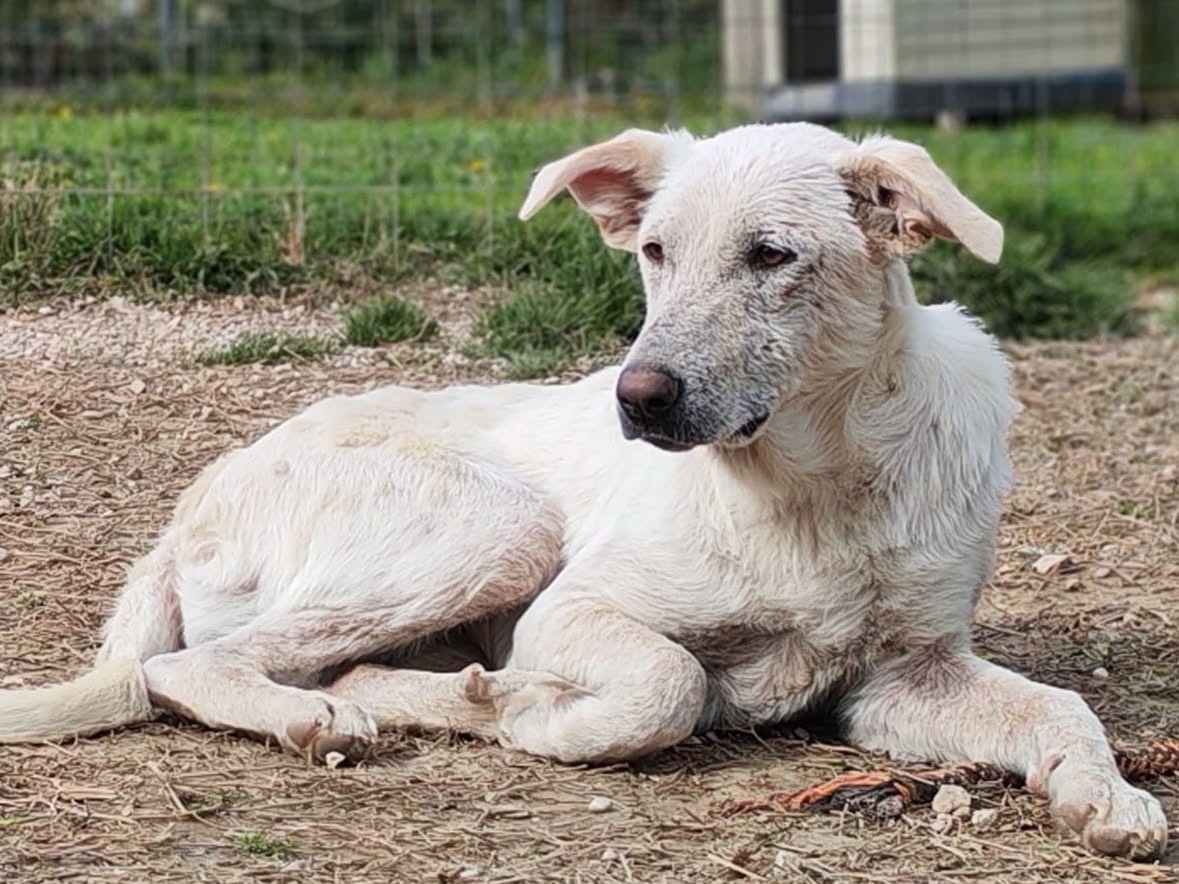 Adotta un cane, taglia media contenuta, femmina, Treviso