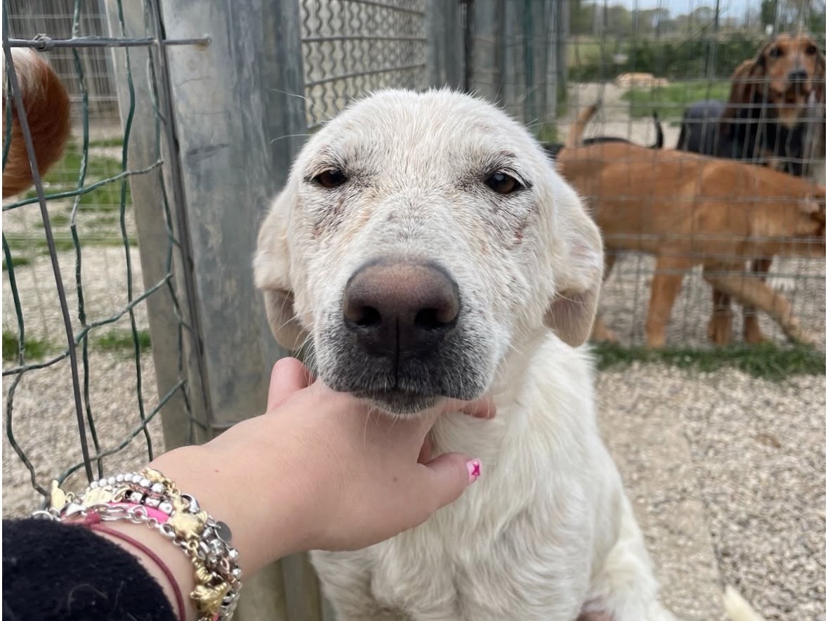 Vuoi adottare un cane a Treviso?