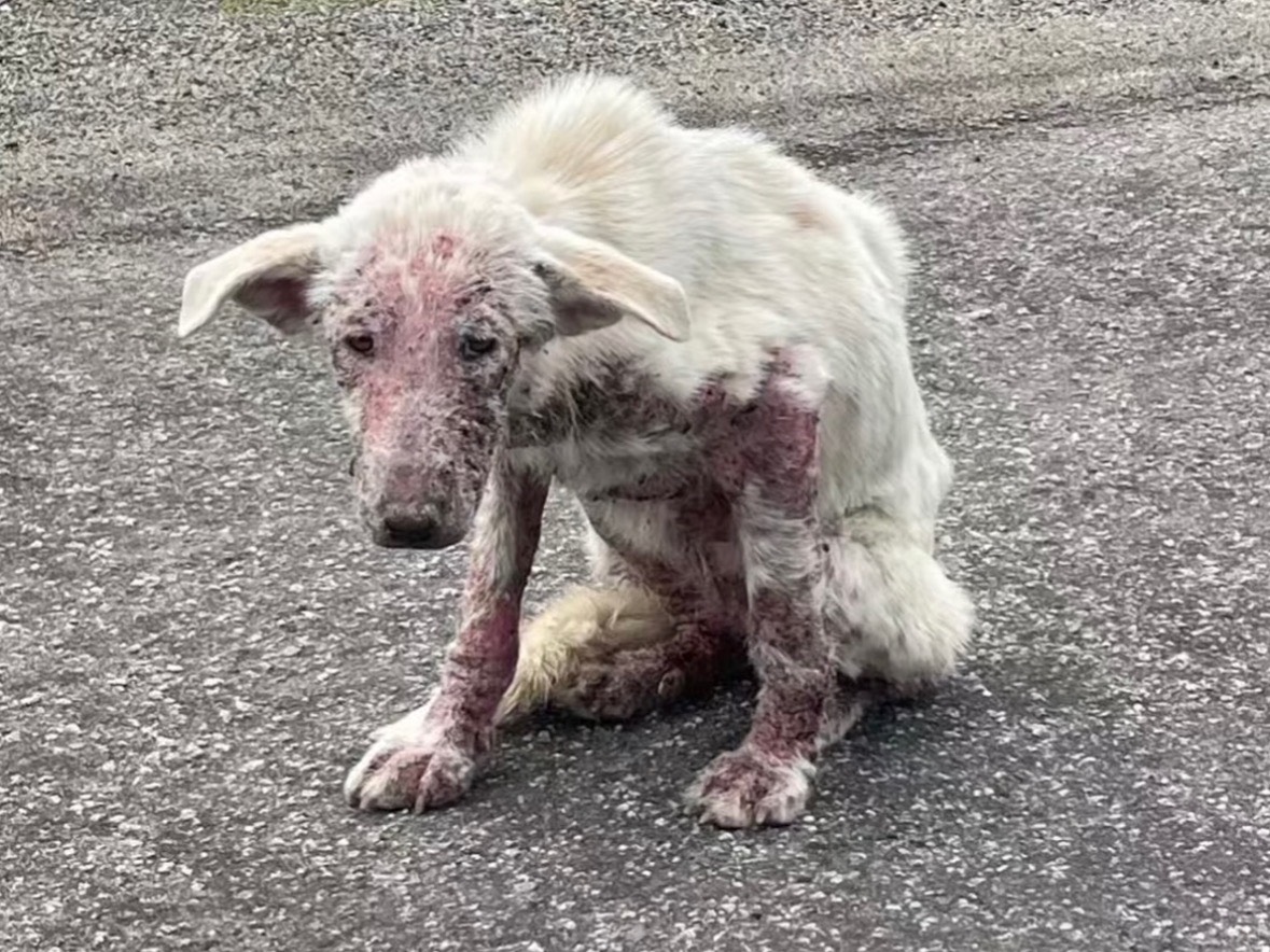 Adotta il cane Sally  a Treviso