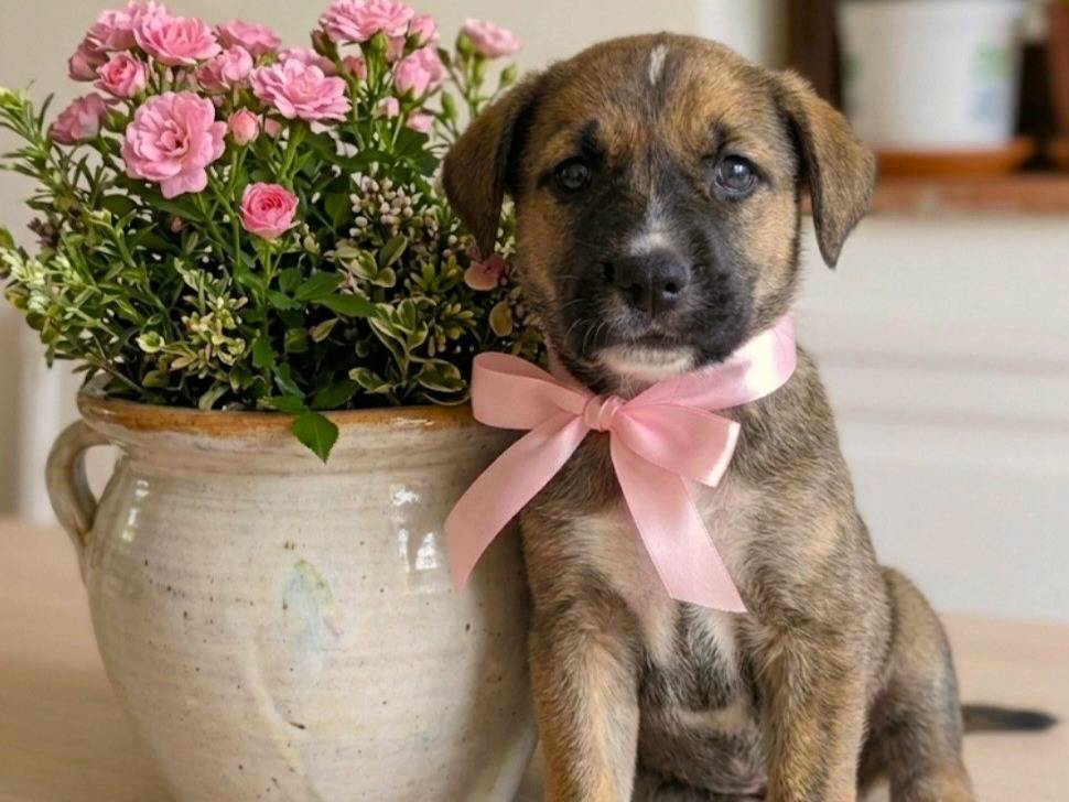 Adozione cane, femmina, Razza sconosciuta Razza sconosciuta, 3 mesi, taglia media, Catania