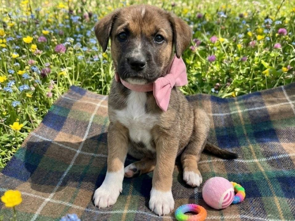 Adotta un cane, femmina, 3 mesi, Catania