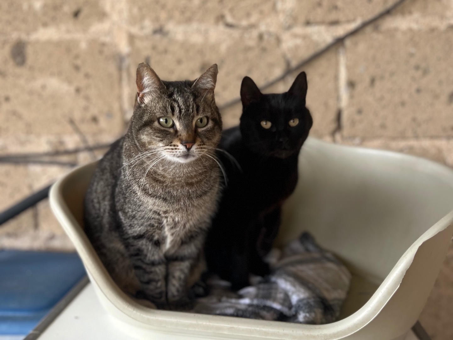 Adozione gatto, femmina, Razza sconosciuta Razza sconosciuta, 5 anni e 1 mese, taglia non valida, Benevento