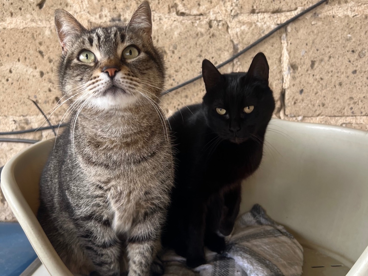 Adotta un gatto, taglia non valida, femmina, Benevento