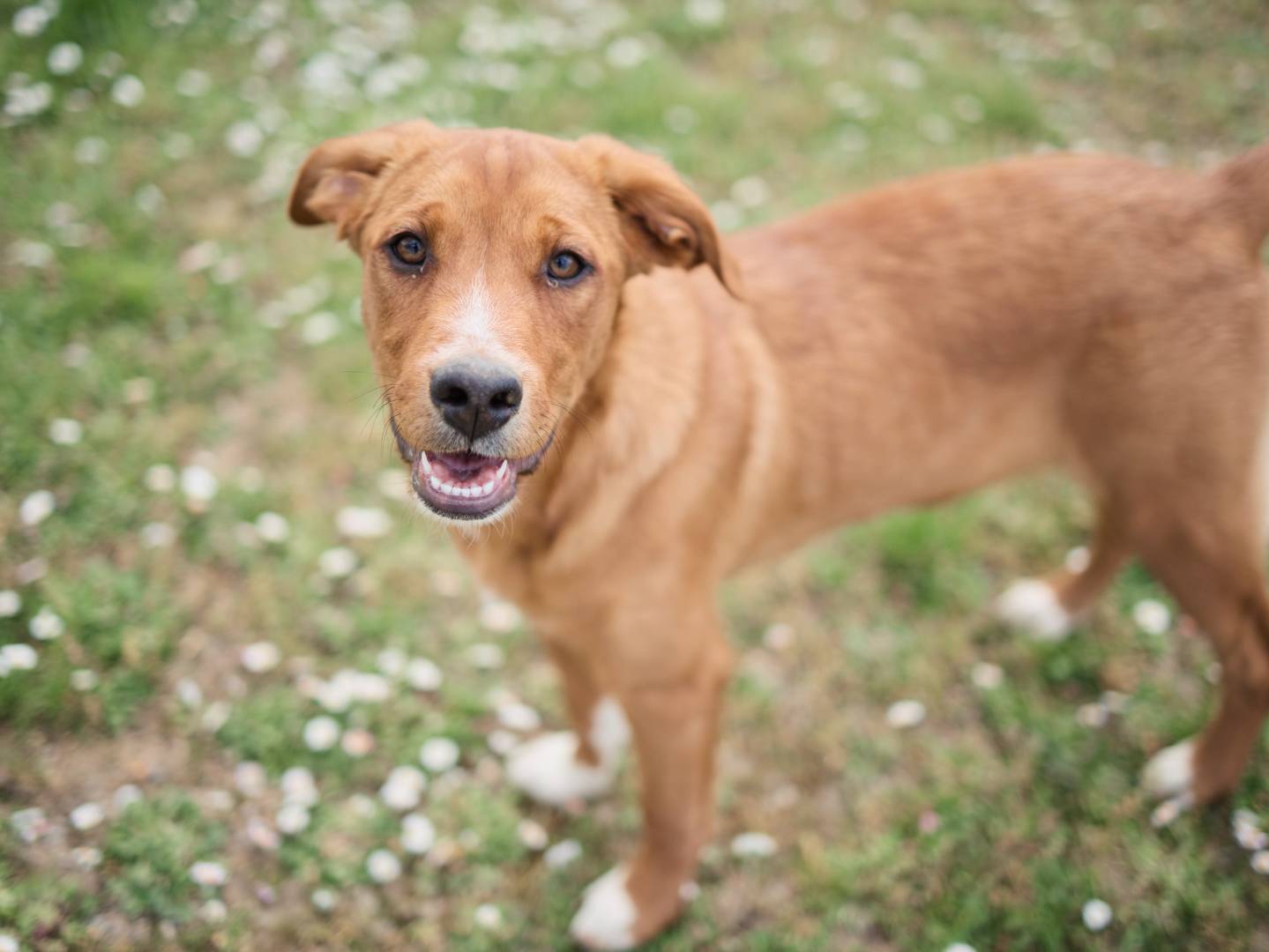 Vuoi adottare un cane a Milano?