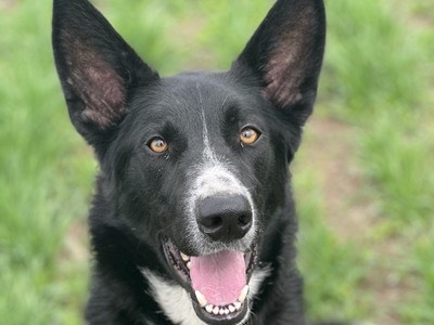 Adotta un cane, maschio, 5 anni e 8 mesi, Monza