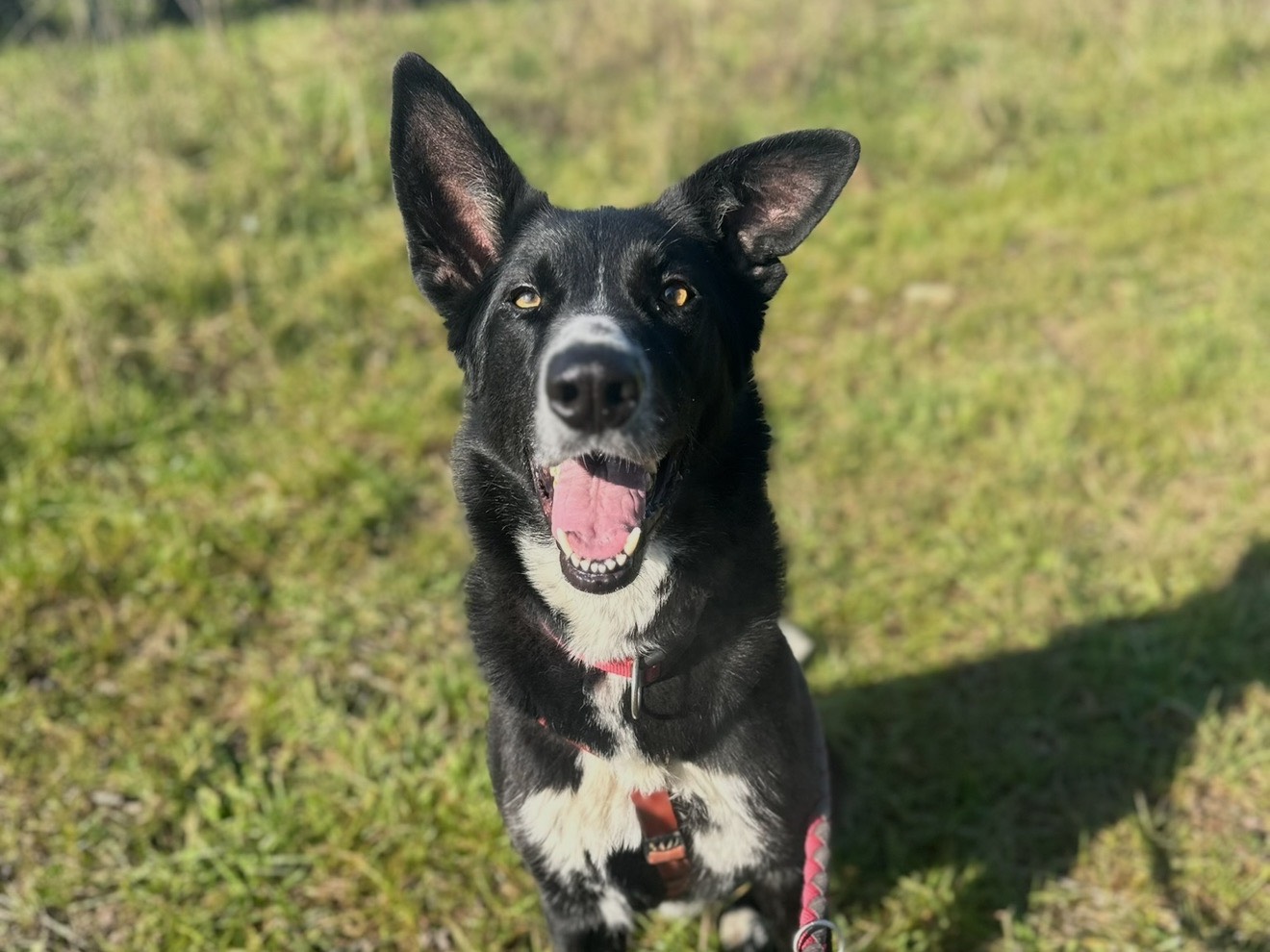 Adotta un cane, taglia grande, maschio, Monza