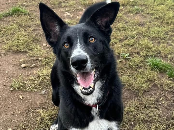 Vuoi adottare un cane a Monza?