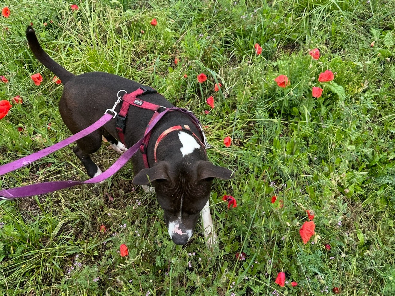 Adotta un cane, femmina, 12 anni e 3 mesi, Monza