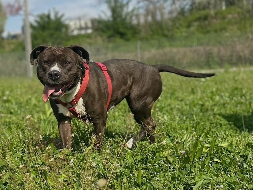Vuoi adottare un cane a Monza?