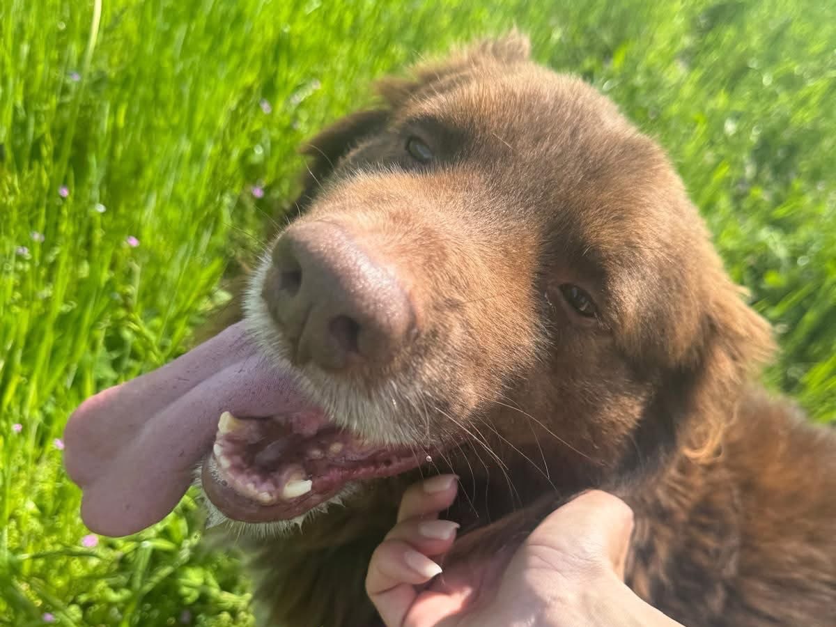 Adotta il cane Garpez  a Monza