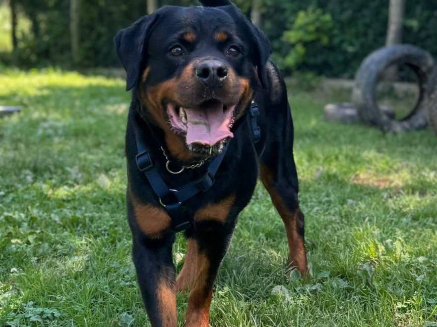 Adozione cane, femmina, Rottweiler Razza sconosciuta, 5 anni e 3 mesi, taglia grande, Genova