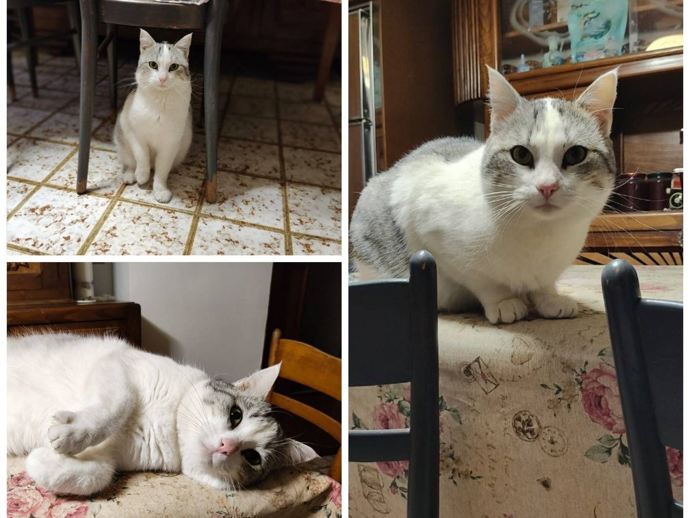 Adozione gatto, maschio, Razza sconosciuta Razza sconosciuta, 2 anni e 1 mese, taglia non valida, Torino