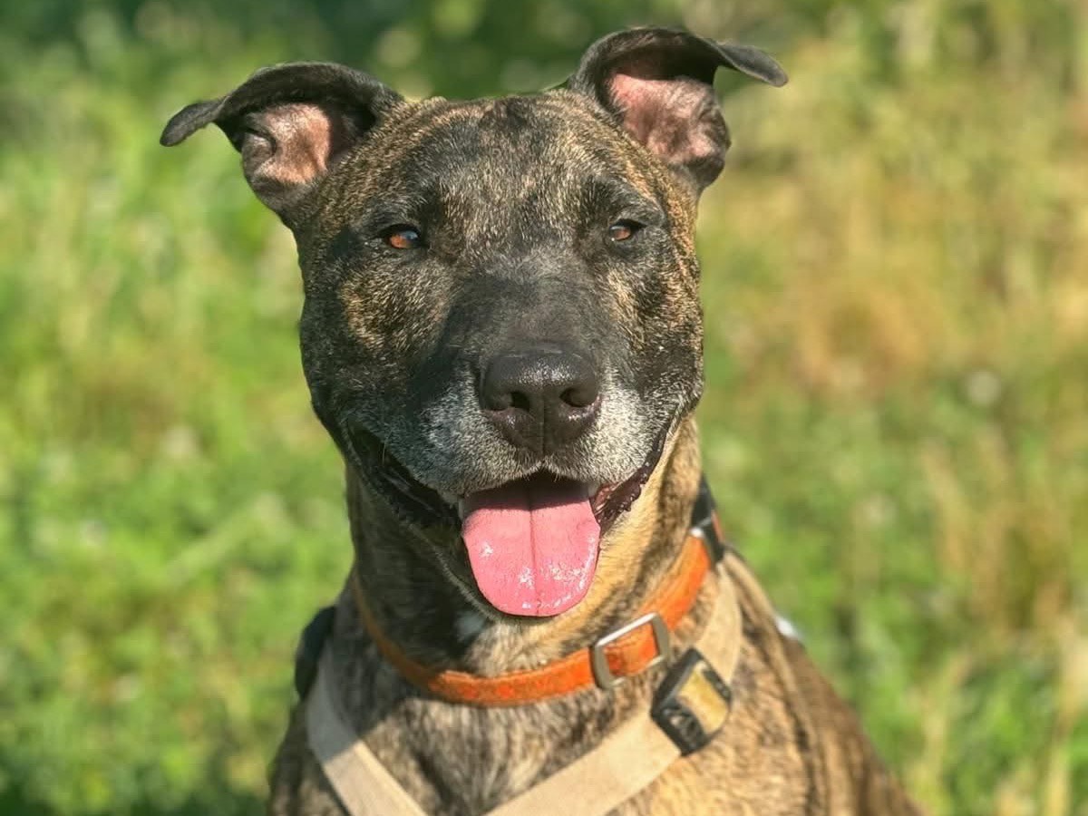 Adozione cane, maschio, Pitbull Bull Terrier, 6 anni, taglia media, Monza