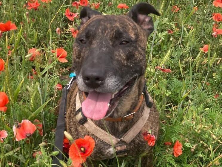 Adotta un cane, maschio, 6 anni, Monza