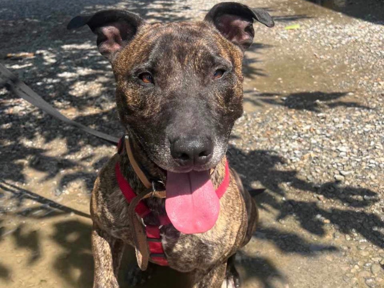 Adotta un cane, taglia media, maschio, Monza