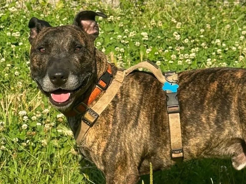 Vuoi adottare un cane a Monza?