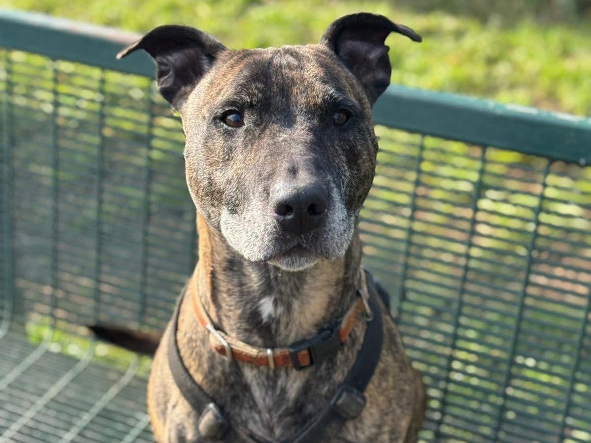 Adotta il cane Energy  a Monza