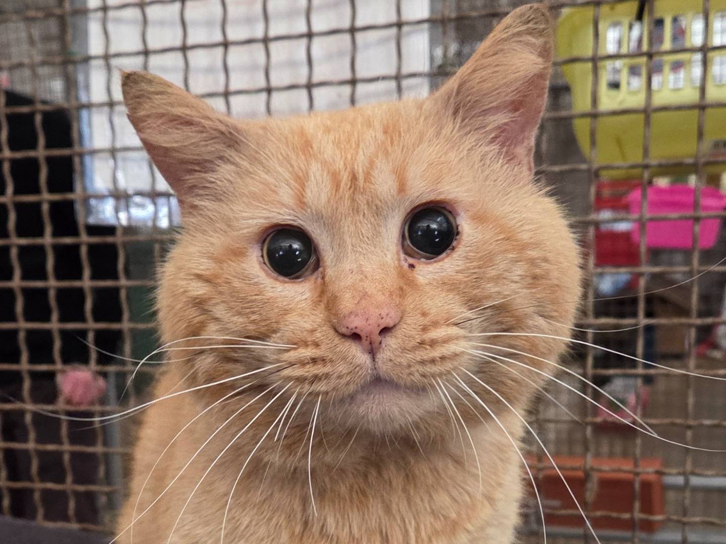 Adozione gatto, maschio, Razza sconosciuta Razza sconosciuta, 6 anni e 1 mese, taglia non valida, Roma