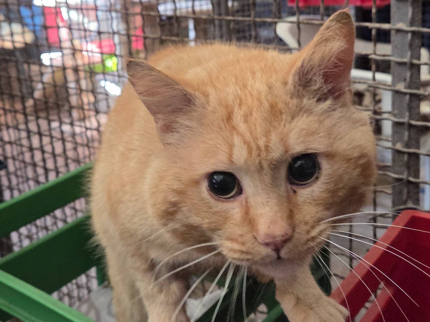 Adotta un gatto, maschio, 6 anni e 1 mese, Roma